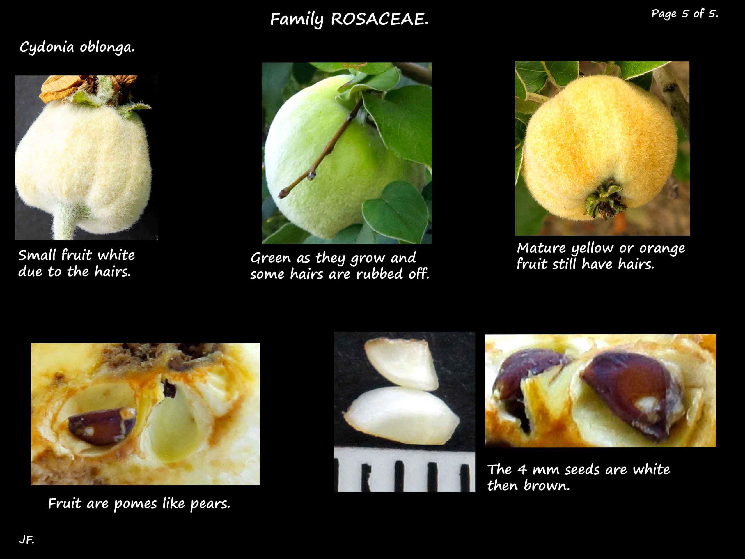5 Cydonia fruit are quinces
